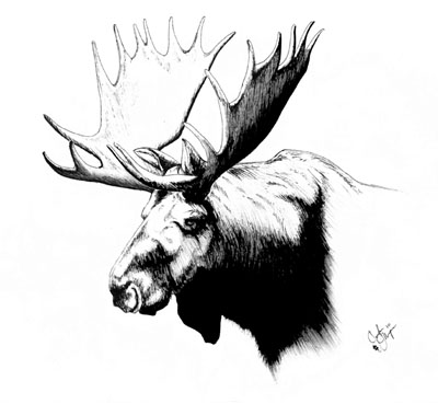 Moose Study (2010)